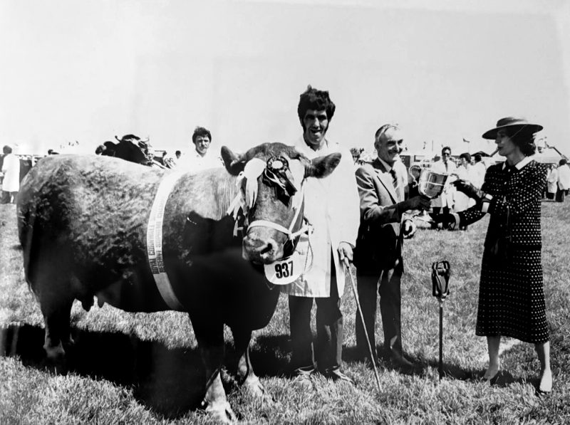 award winning cow at a show winning rosettes