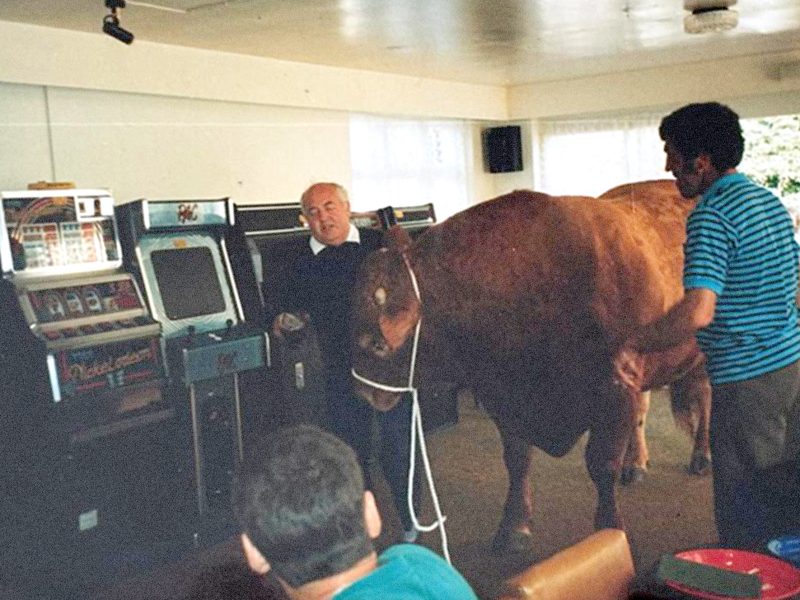 old style photo beef cow in the pub with fruit machines and people taking pictures